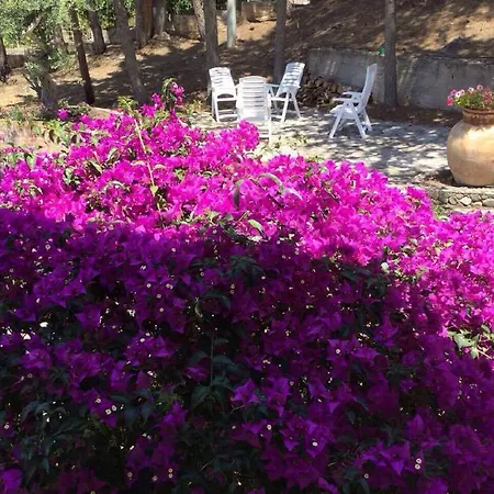 Bouganvilla * צ'פאלו